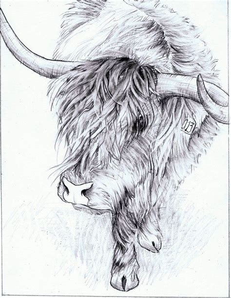 Highland Cow - pencil | Highland cow art, Cow art, Highland cow painting