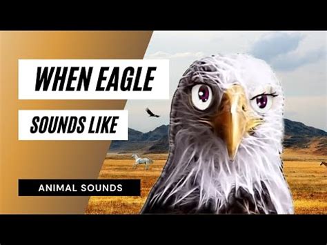 When A Eagle Screech / Sound Effect / Animation - YouTube