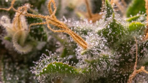 Trichomes on Weed: What are Trichomes | EarthMed