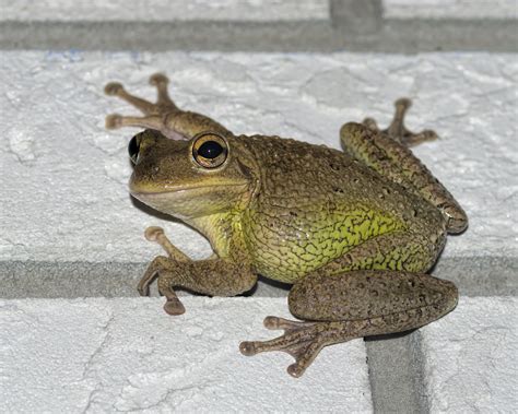 Cuban Tree Frogs - Invasive Species in Florida