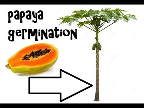 papaya seed germination - YouTube