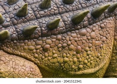 19,165 Skin Dinosaur Images, Stock Photos & Vectors | Shutterstock