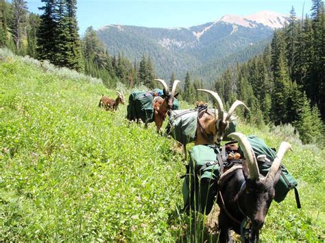 Pack Goats and Hiking Carts are the Newest Hiking Trends - HONEY BADGER WHEEL