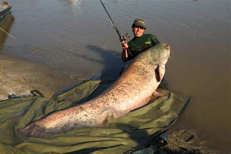 Mekong Giant Catfish - Brilliant News