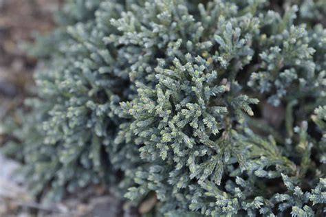 Blue Star Juniper Care and Growing Guide