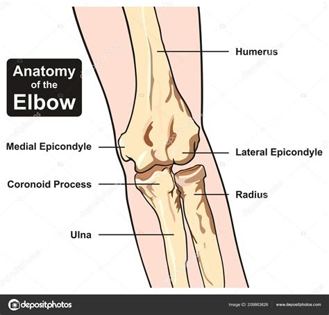 Anatomy Elbow Joint Diagram Including All Bones Humerus Radius Ulna Stock Vector Image by ©udaix ...