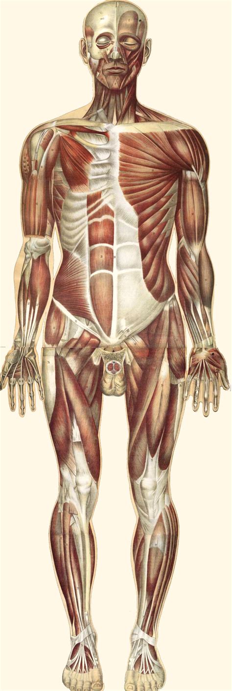 9.1A: Structure and Function of the Muscular System - Medicine LibreTexts