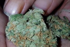 Frosted Flakes | Marijuana Strain Reviews | AllBud