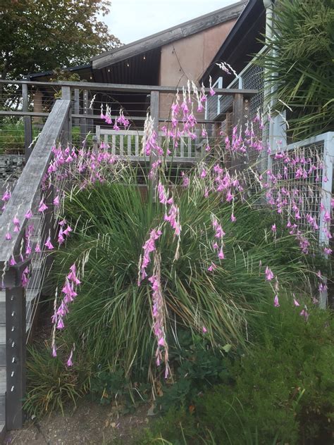 August 2016 Plant Profile: Dierama pulcherrimum