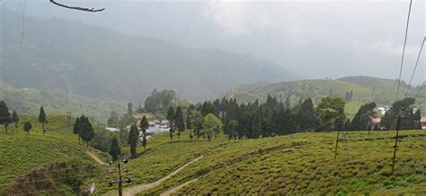 Happy Valley Tea Estate - Dooars Bhutan Tours