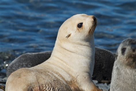 Antarctic Fur Seal - Facts, Information and Amazing Pictures | by Pets ...