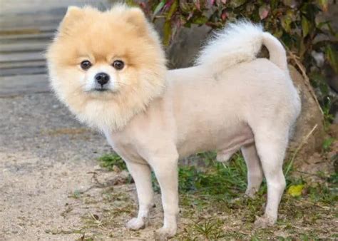 Pomeranian Haircuts and the Pomeranian Lion Cut