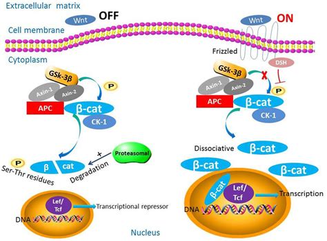 Beta Catenin Signaling Pathway