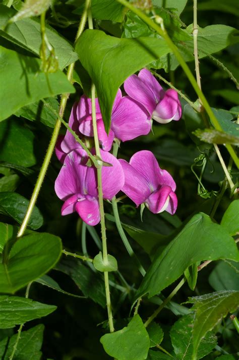 Lathyrus latifolius (Perennial peavine)