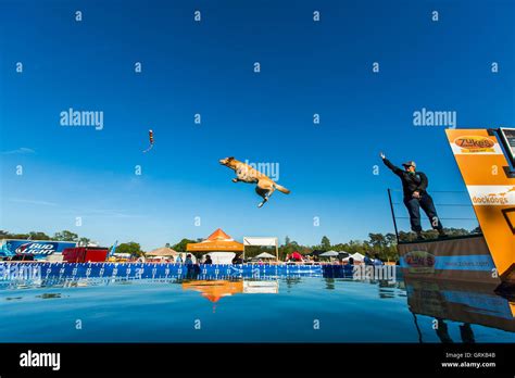 Dock Dogs jumping competition in South Carolina, USA. Dogs can jump up ...