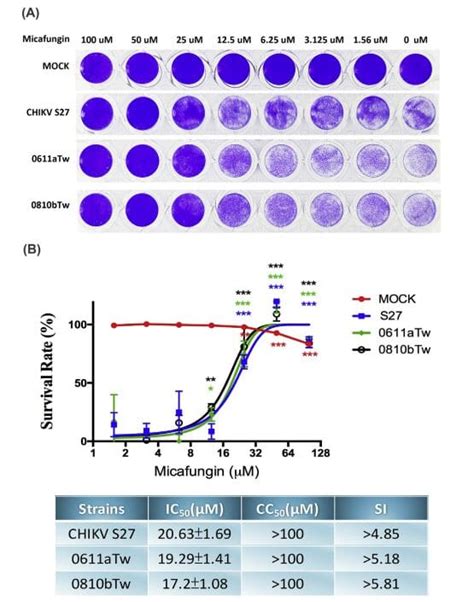 CC50/IC50 Assay Services for Pharmaceutical Safety - Labinsights