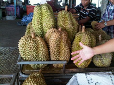 Rayong, Thailand: Thai Durian