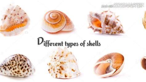 All types of shells - YouTube