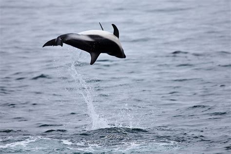 Dusky Dolphin, Kaikoura, New Zealand | Kea Photography