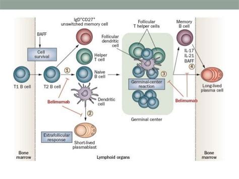 Connective Tissue Diseases