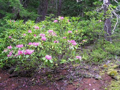 Pacific Rhododendron in Washington 2025 - Rove.me