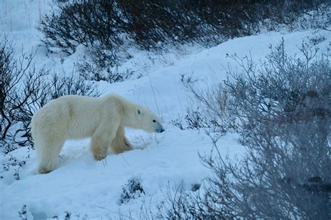 Canada’s best polar bear experiences aren’t where you think they are - Lonely Planet