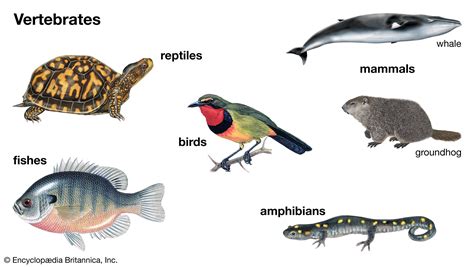 Vertebrate | Definition, Characteristics, Examples, Classification ...