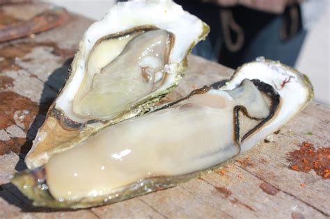 Smoooooth and milky. Fresh oysters from Tomales Bay Oyster Farm, CA | Fresh oysters, Oysters ...