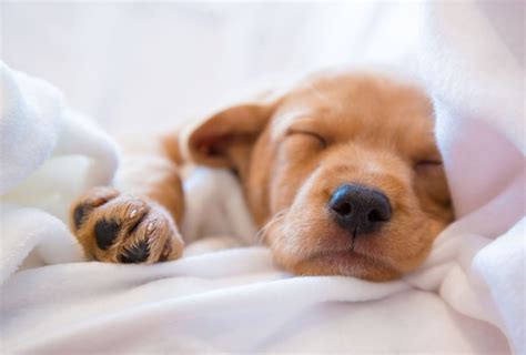 How do I get my puppy to sleep longer? - dogpackr