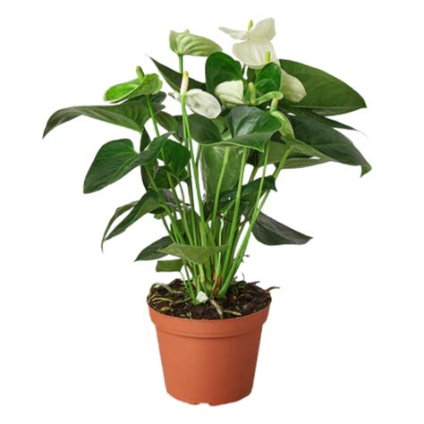 White Anthurium | Plant Addicts