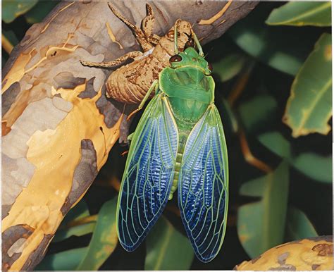 The cicada's deafening shriek is the sound of summer, and humans have ...