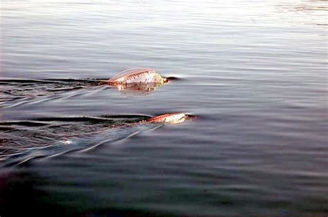 Oarfish – "OCEAN TREASURES" Memorial Library