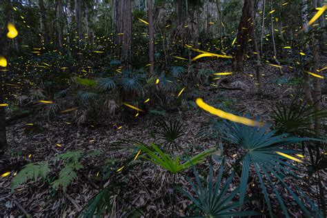 Taking photos of fireflies — MATT KEMP PHOTOGRAPHY & TRAINING - 0404 ...