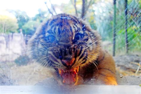 Baby Sumatran Tiger of Yokohama Zoological Gardens / スマトラト… | Flickr