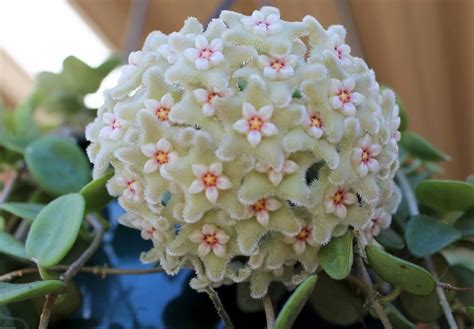 Hoya serpens Unusual Flowers, Unusual Plants, Beautiful Flowers, Wax ...