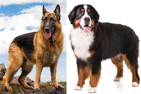 Bernese Mountain Dog German Shepherd Mix: An Imposing Hybrid