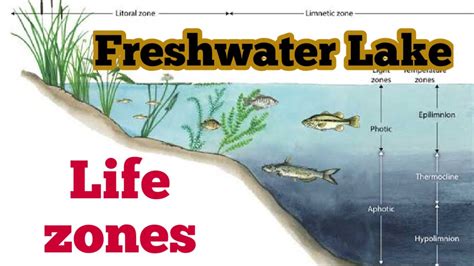 Fresh water Lakes and zones of Life | Litoral , Limnetic , Profundal zone | 2nd Year Bio Hindi ...