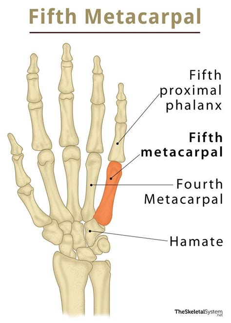 Fifth Metacarpal: Definition, Location, Anatomy, Diagram