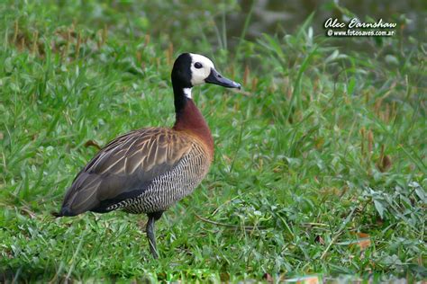 Black Bellied Whistling Duck Dendrocygna Autumnalis Anseriformes | Dark Brown Hairs