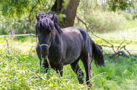 Cheval Noir Paissant Sur Bush · Photo gratuite