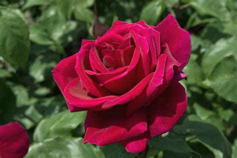 Top 10 Hybrid Tea Roses