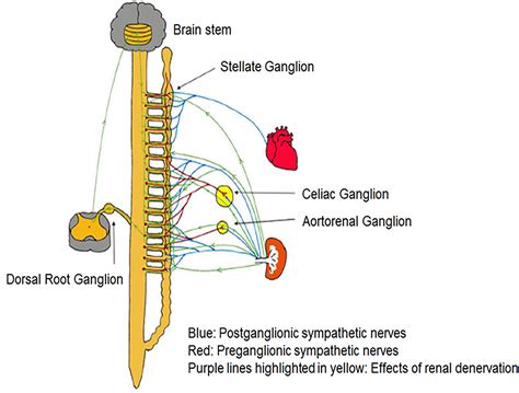 What Are Preganglionic Neurons