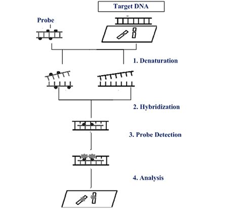 Cureus | Application of Fluorescence In Situ Hybridization (FISH) Technique for the Detection of ...