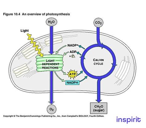 Complete Process of Photosynthesis Study Guide - Inspirit