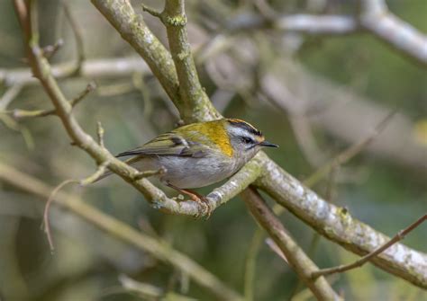 Firecrest (female)- | Wendover Woods, Bucks.. | Paul Higgs | Flickr