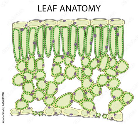 Education Chart of Biology for Cross Section of Leaf Diagram. Stock ...