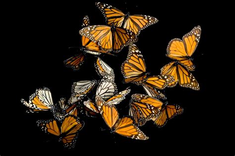 Download A Group Of Monarch Butterflies Flying In The Air | Wallpapers.com