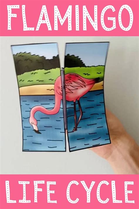 Life cycle of a flamingo foldout for interactive notebook [Video] [Video] | Life cycles, Life ...