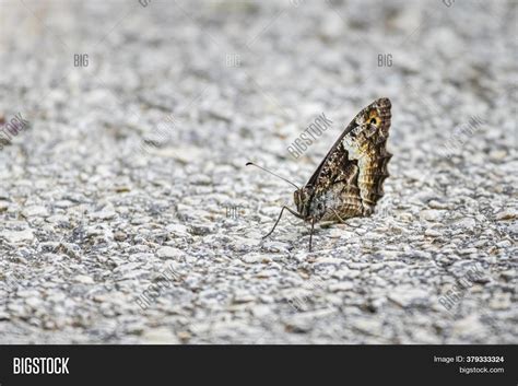 Grayling Rock Grayling Image & Photo (Free Trial) | Bigstock