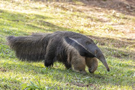 Giant Anteater Facts | Biggest Anteater in the World